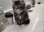 Niko - Maine Coon Kitten For Sale - Monroe&comma; OH&comma; US