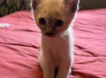 Pink Tortie Siamese - Siamese Kitten For Sale - 