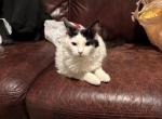 Oni - American Shorthair Kitten For Adoption - Las Vegas&comma; NV&comma; US