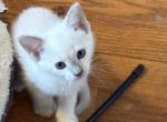 Blue Siamese - Siamese Kitten For Sale - 