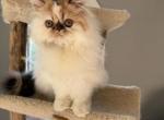 Persian female - Persian Kitten For Sale - Kansas City&comma; MO&comma; US
