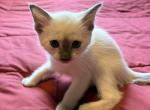 Chocolate point male - Siamese Kitten For Sale - Youngstown&comma; OH&comma; US