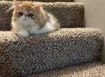 Calico - Persian Kitten For Sale - Kansas City&comma; MO&comma; US