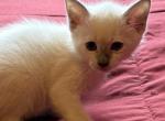 Siamese female - Siamese Kitten For Sale - Youngstown&comma; OH&comma; US