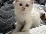 Blue bicolor female - Ragdoll Kitten For Sale - 