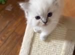 Blue lynx ragdoll price lowered - Ragdoll Kitten For Sale - 