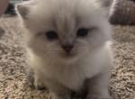 Lily the lover - Scottish Straight Kitten For Sale - Everett&comma; WA&comma; US
