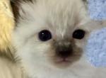 Tom - Ragdoll Kitten For Sale - 