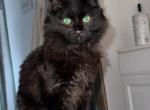 Smudge - Maine Coon Kitten For Sale - Altoona&comma; PA&comma; US