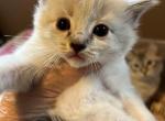 Rex - Ragdoll Kitten For Sale - Chambersburg&comma; PA&comma; US