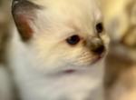 Mia - Ragdoll Kitten For Sale - 