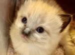Tally - Ragdoll Kitten For Sale - 