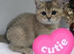 Molly - Scottish Straight Kitten For Sale - 