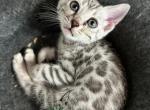 Bengal kittens - Bengal Kitten For Sale - Crestview&comma; FL&comma; US