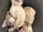 Exotic Bengals - Bengal Kitten For Sale - Crestview&comma; FL&comma; US