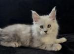 Dobrynia boy - Maine Coon Kitten For Sale - NY&comma; US