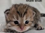 Siberian Kittens Gerty and Jonsey had  kittens - Siberian Kitten For Sale - Milan&comma; MI&comma; US