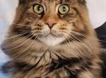 GreenjackApex - Maine Coon Cat For Sale - Apex&comma; NC&comma; US