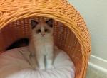 TICA Bicolor Ragdoll Female Kitten - Ragdoll Kitten For Sale - 