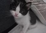 Kitty - Domestic Kitten For Adoption - Los Angeles&comma; CA&comma; US