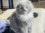 Moondust - Scottish Fold Kitten For Sale - WI&comma; US