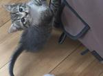 No name - Domestic Kitten For Adoption - Baltimore&comma; MD&comma; US