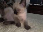 Nane not given yet - Siamese Kitten For Sale - Maspeth&comma; NY&comma; US