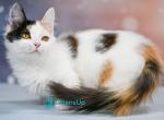 Wednesday - Munchkin Kitten For Sale - Pembroke Pines&comma; FL&comma; US