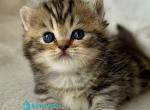 Umi - Munchkin Kitten For Sale - Pembroke Pines&comma; FL&comma; US