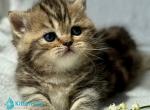 Umi - Munchkin Kitten For Sale - Pembroke Pines&comma; FL&comma; US