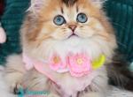 Jasmine - Munchkin Kitten For Sale - Pembroke Pines&comma; FL&comma; US