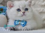Elvis - Munchkin Kitten For Sale - Pembroke Pines&comma; FL&comma; US