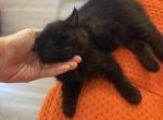 Milo - Persian Kitten For Sale - Center Groton&comma; CT&comma; US
