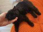 Milo - Persian Kitten For Sale - Center Groton&comma; CT&comma; US