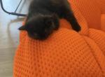 Milo - Persian Kitten For Sale - Center Groton&comma; CT&comma; US