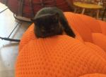 Milo - Persian Kitten For Sale - 
