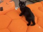 Milo - Persian Kitten For Sale - Center Groton&comma; CT&comma; US