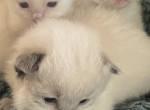 Choey Babies - Ragdoll Kitten For Sale - Butler&comma; PA&comma; US