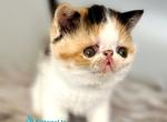 Zara - Exotic Kitten For Sale - Pembroke Pines&comma; FL&comma; US