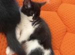 Onyx - Persian Kitten For Sale - 