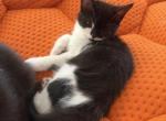 Onyx - Persian Kitten For Sale - Center Groton&comma; CT&comma; US
