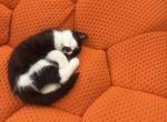 Onyx - Persian Kitten For Sale - Center Groton&comma; CT&comma; US