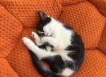 Onyx - Persian Kitten For Sale - Center Groton&comma; CT&comma; US
