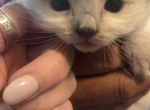 Chloe Babies - Ragdoll Kitten For Sale - Butler&comma; PA&comma; US
