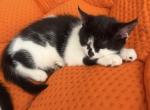 Que - Persian Kitten For Sale - Center Groton&comma; CT&comma; US