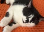 Que - Persian Kitten For Sale - 
