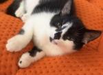 Que - Persian Kitten For Sale - Center Groton&comma; CT&comma; US