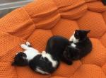 Que - Persian Kitten For Sale - Center Groton&comma; CT&comma; US