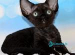 Xander - Devon Rex Kitten For Sale - Norwalk&comma; CT&comma; US