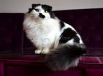 Chaplin short legs munchkin kilt scottish fold - Munchkin Kitten For Sale - TX&comma; US